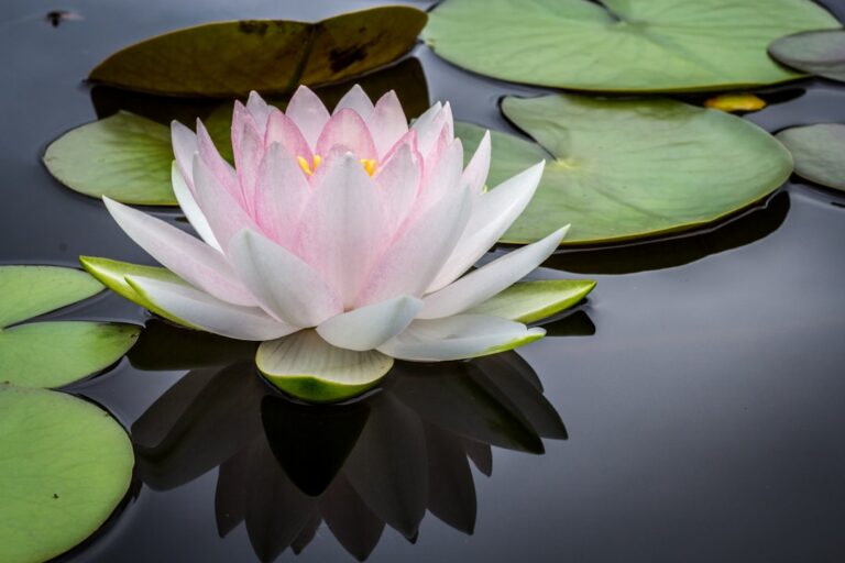 Strategies for Prioritizing Self-Care and Wellness