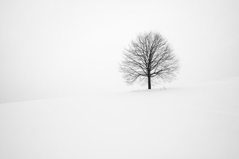 Photo Decision tree