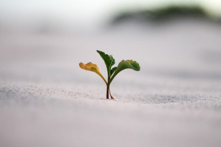 Photo Professional growth
